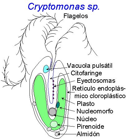 Cryptomonas
              (esquema)