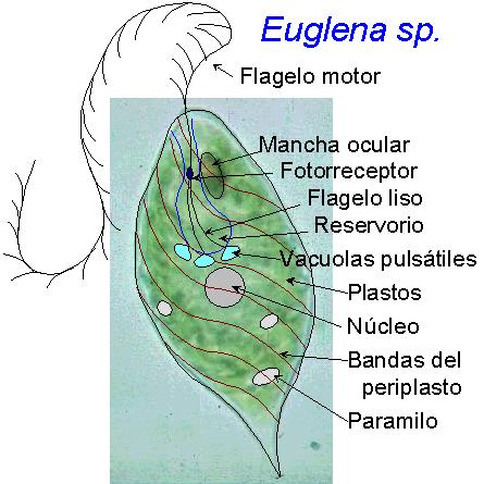 Euglena sp. (esquema)