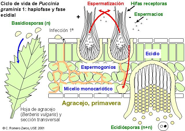 Puccinia 1