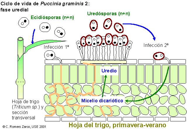 Puccinia 2