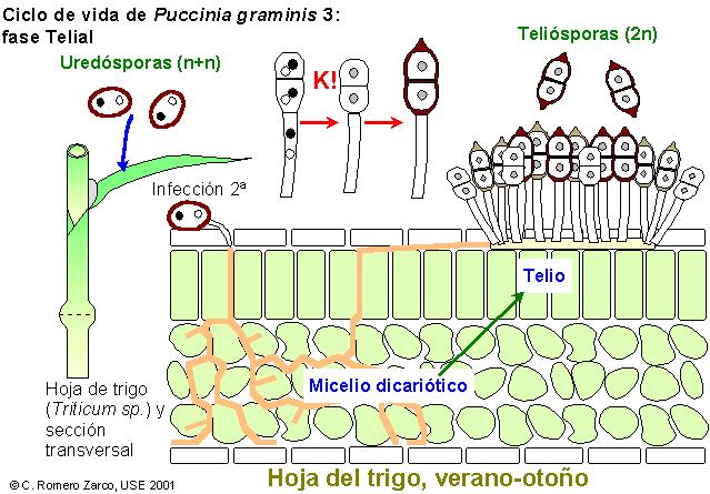 Puccinia 3