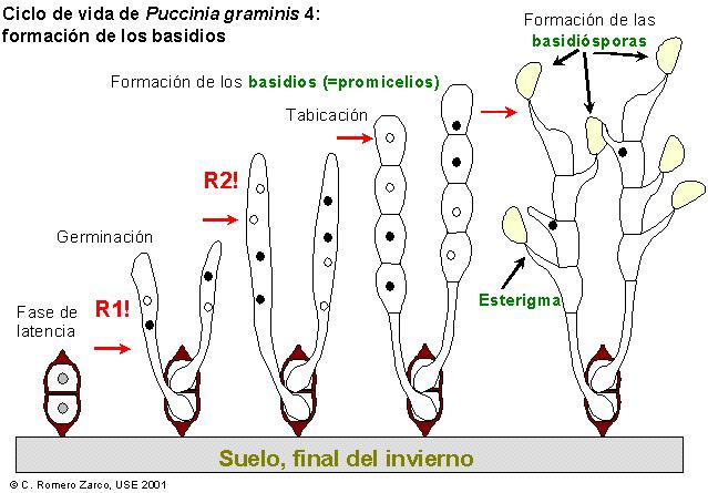 Puccinia 4