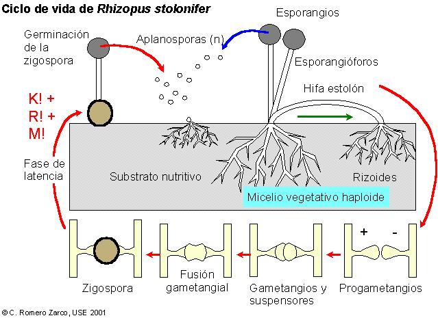 Rhizopus