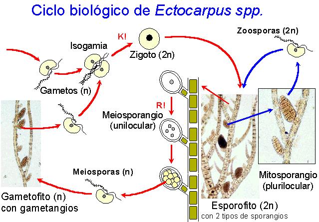 Ciclo de Ectocarpus