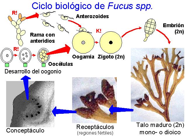 ciclo de Fucus