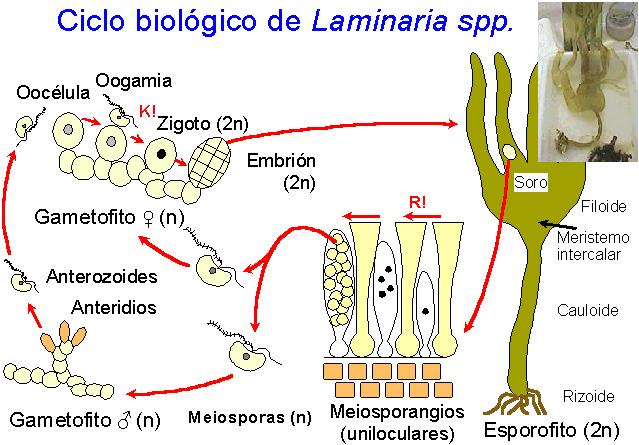 Ciclo de Laminaria