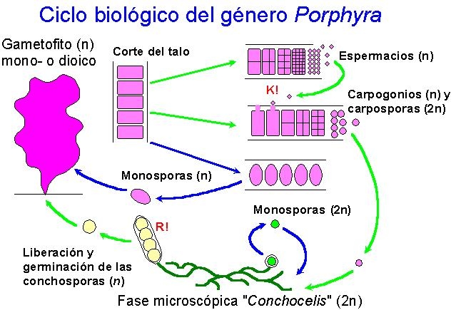 Ciclo de Porphyra