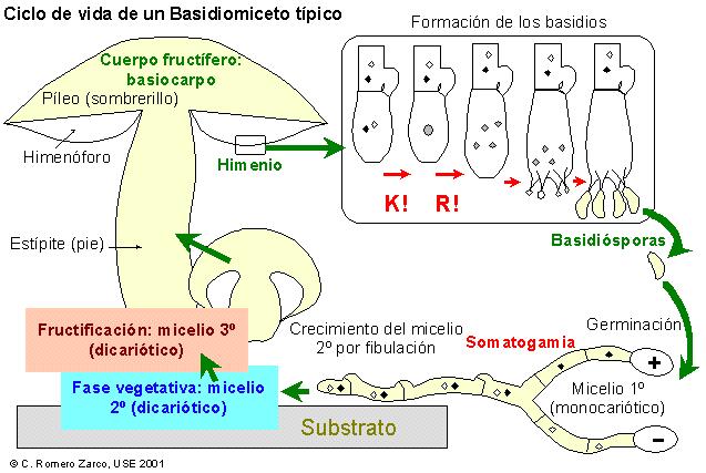 Ciclo tpico de un
        basidiomiceto