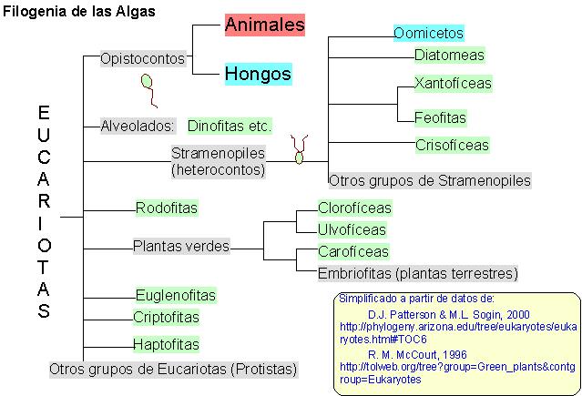 Filogenia de las algas