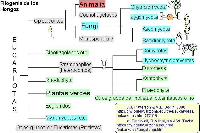 Filogenia de los hongos