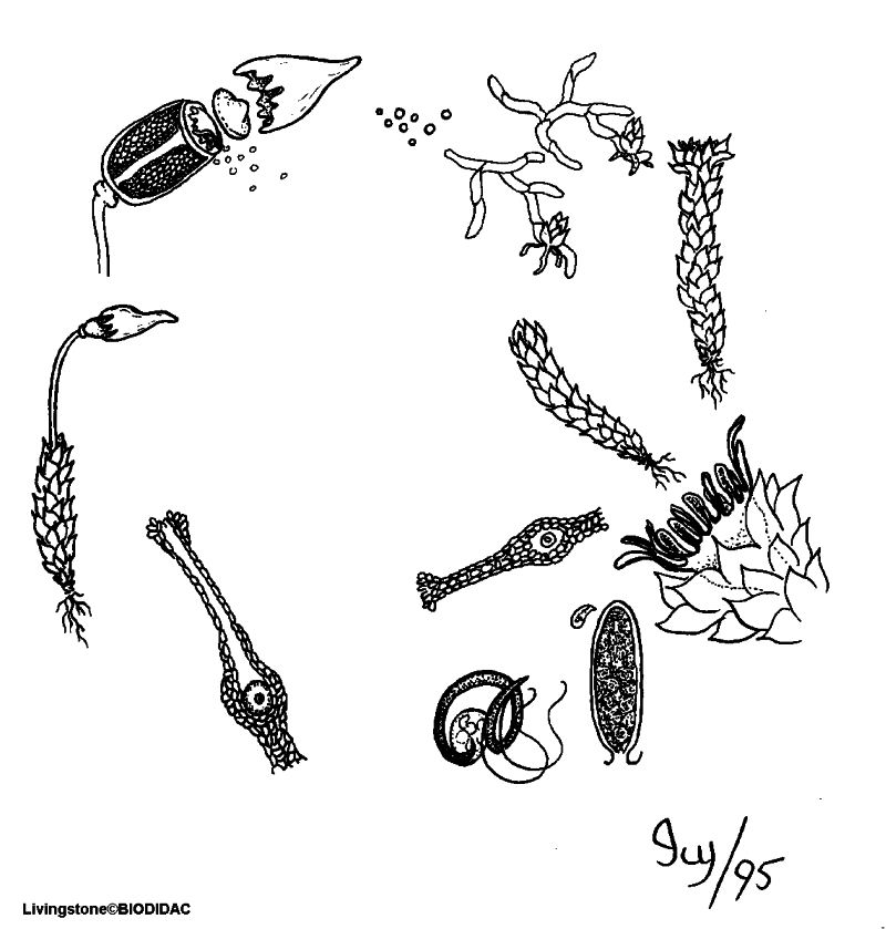 clímax Canoa caos Briofitas