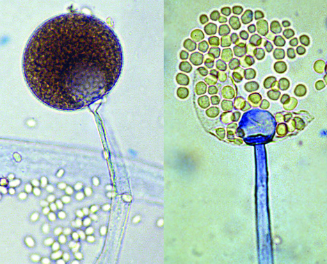 Esporangio de Mucor